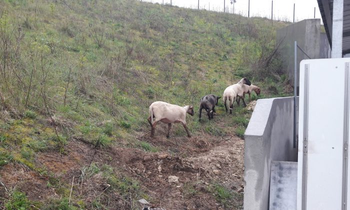 AUXEV : fin de saison pour les moutons !