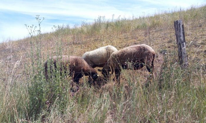 AUXEV : Les moutons sont de retour à la chaufferie !